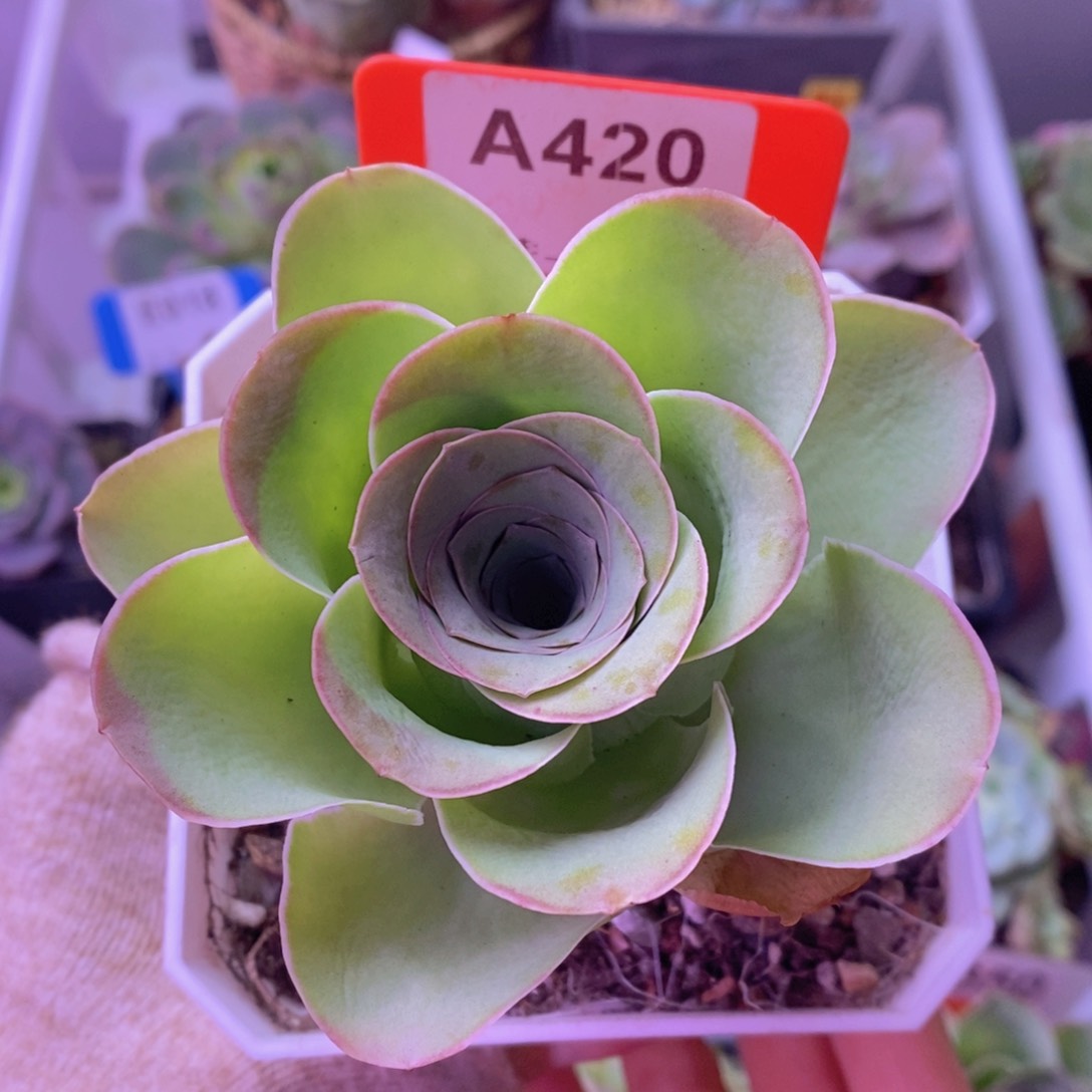 山地玫瑰老桩A420