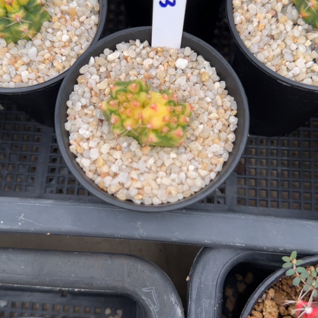 133-0116泰国发货多肉花田