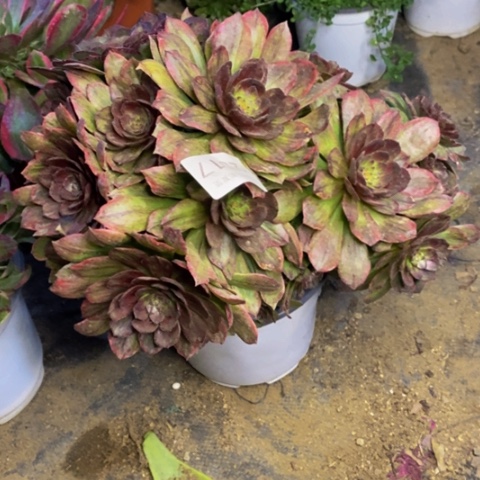 红丝绒多肉植物2517