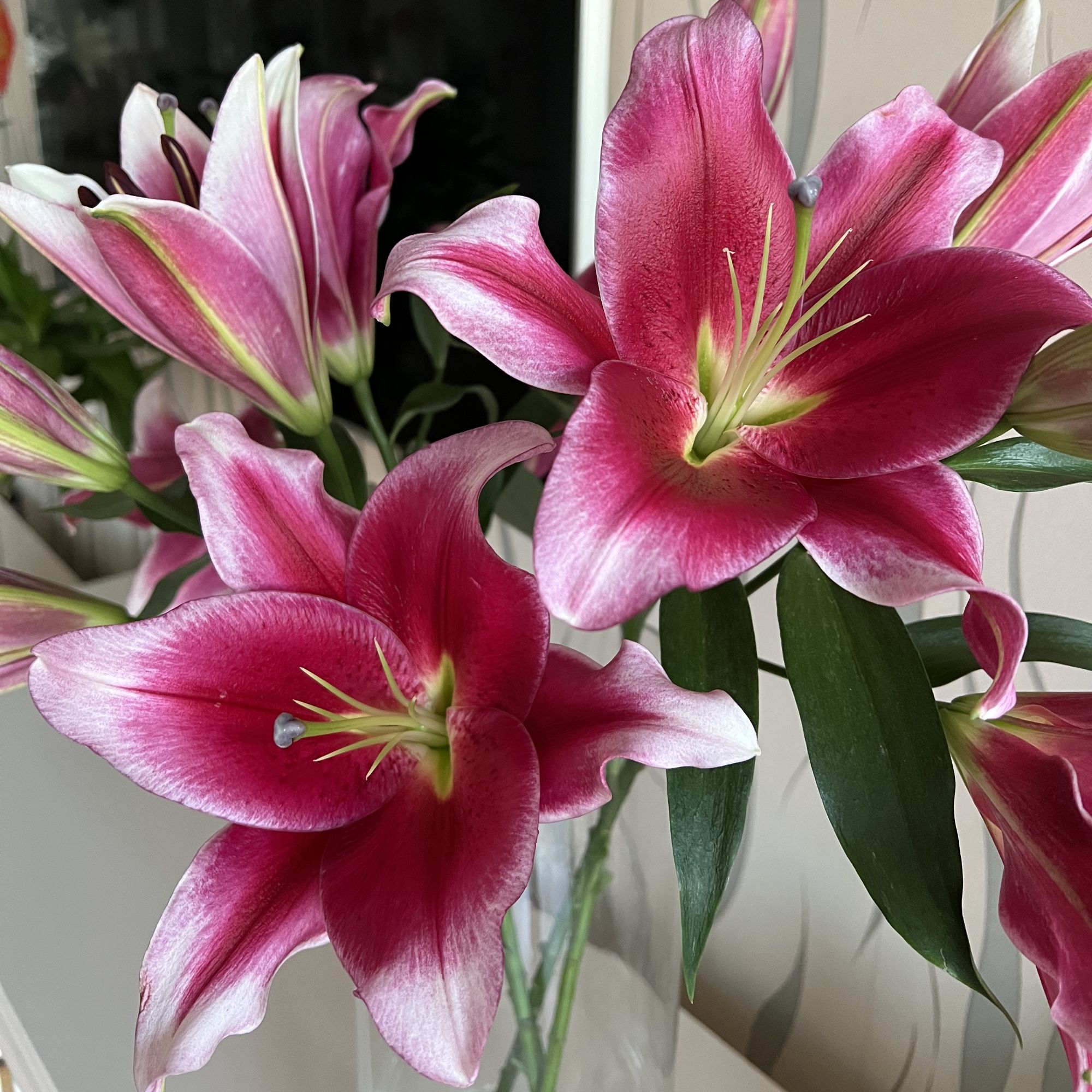 （洪福）红色香水百合鲜花东北基地直发顺丰包邮水生鲜切花新鲜