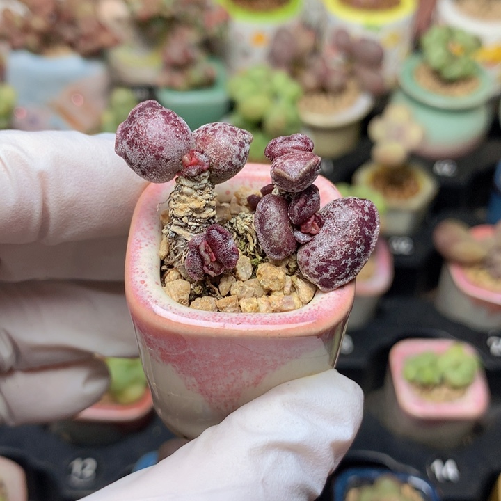 丸叶紫海豹 大小7头 木质桩 