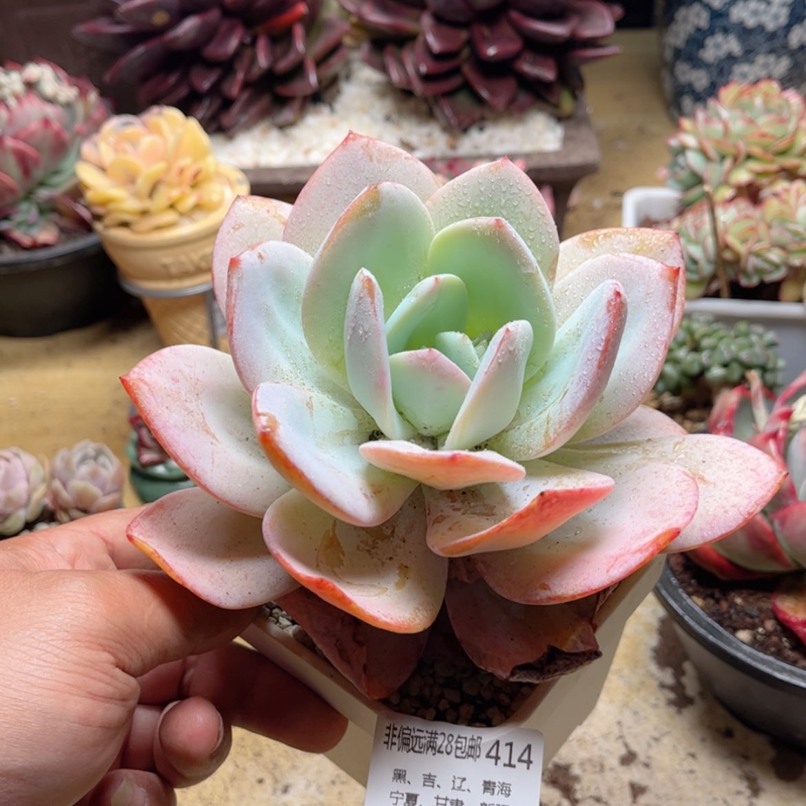 【闪购商品】414奶茶