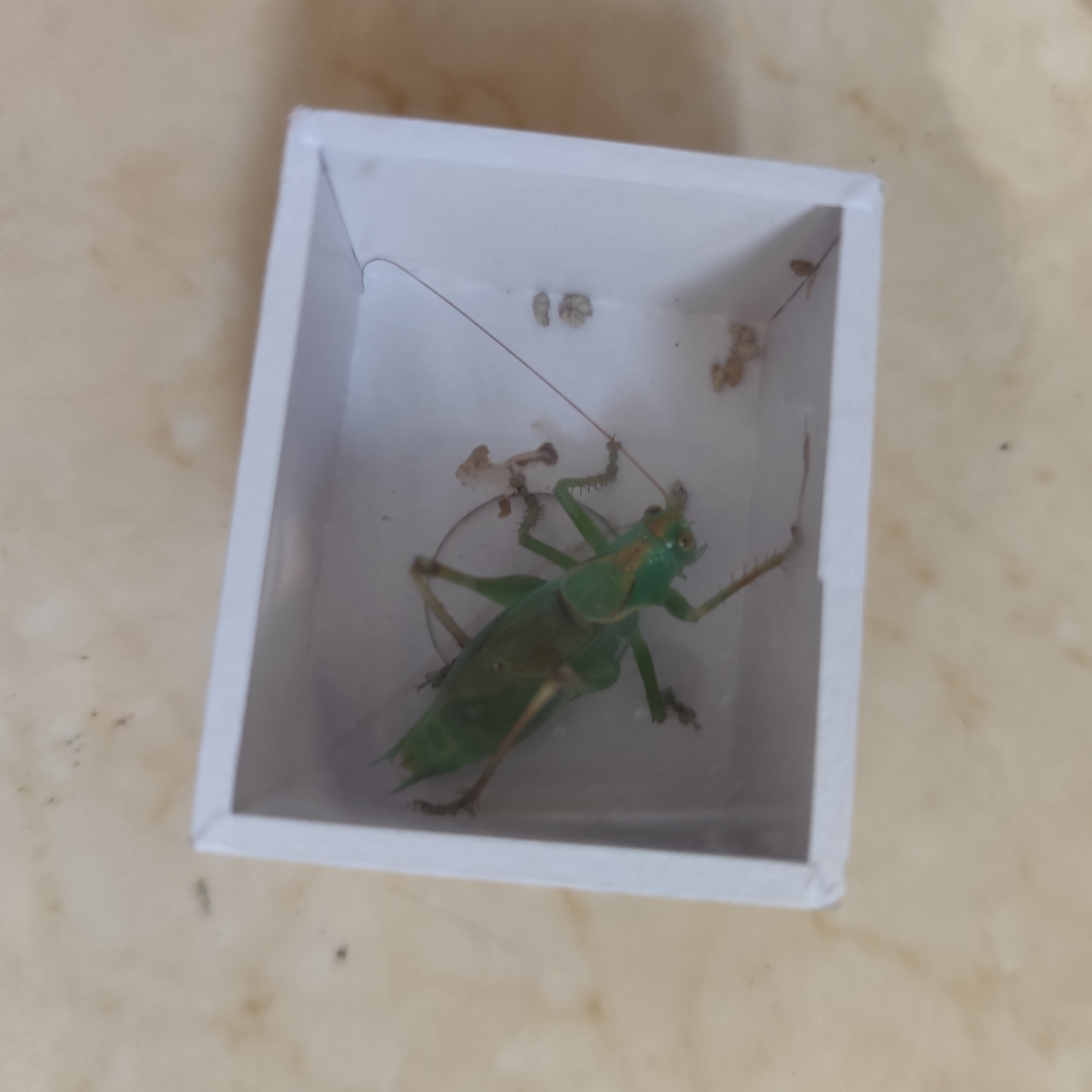 贾姐扎嘴       