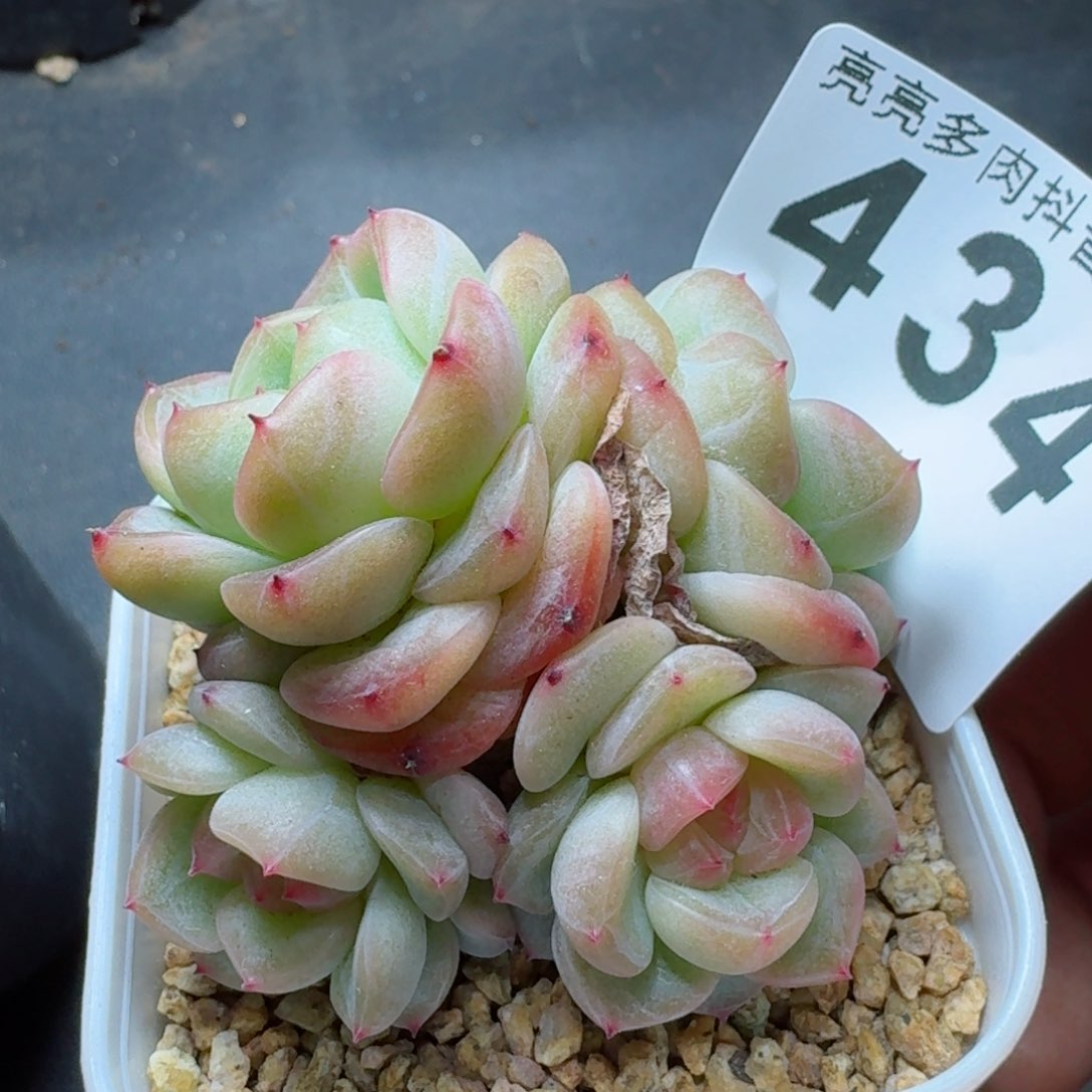 甜心群生         多肉植物