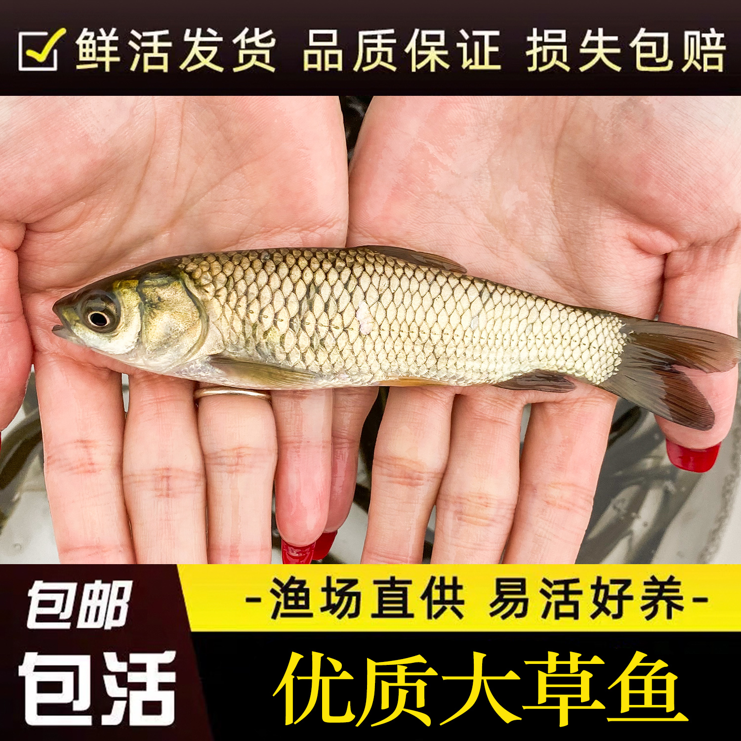 优质草鱼大规格半斤皖鱼饲料白鲢鱼螺丝鲫鱼包活