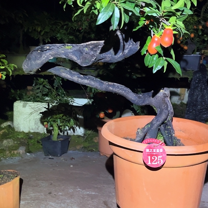 用***7当前无花栽培后可以开花