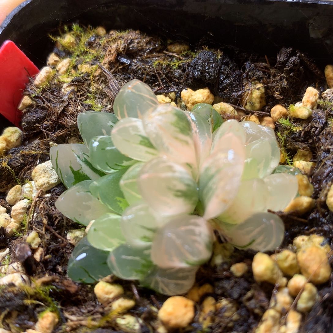 水晶灯玉露锦带盆土