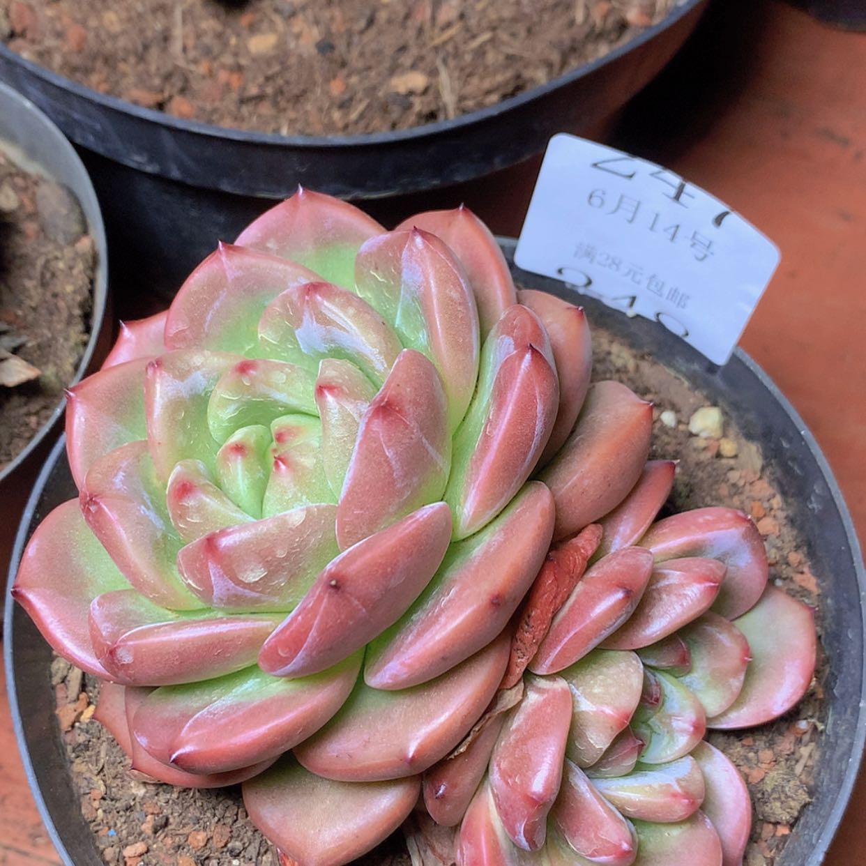 【闪购商品】云247号山茶花14厘米