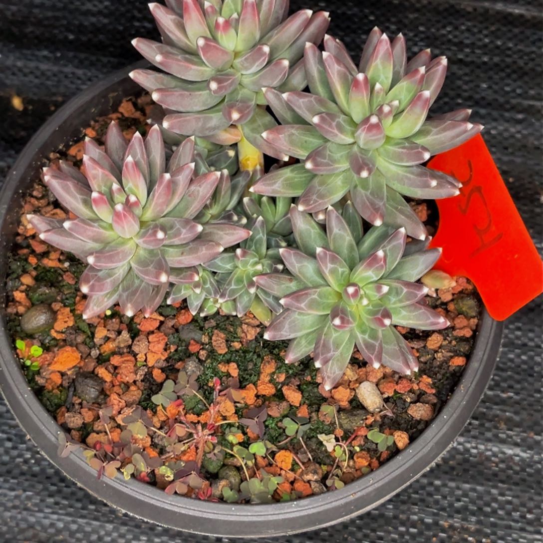 2521号晚上多肉植物群生多肉