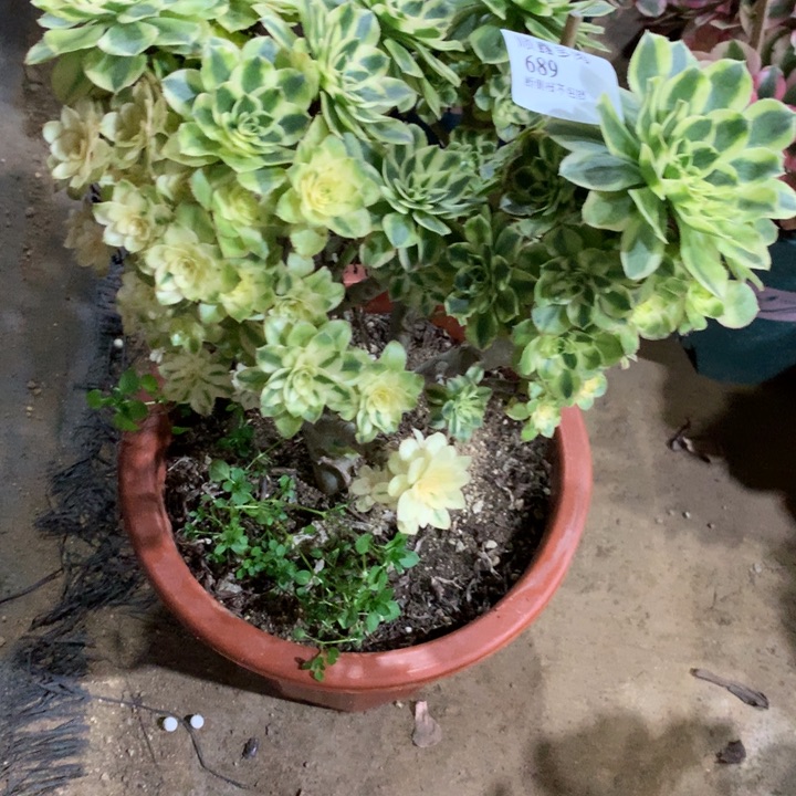 689保时捷多肉植物特价