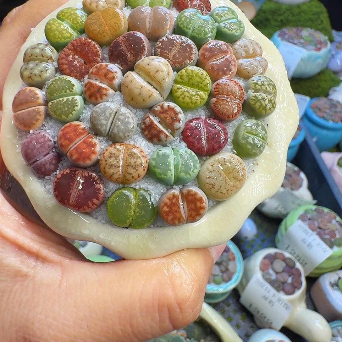 多肉植物福利冲1337