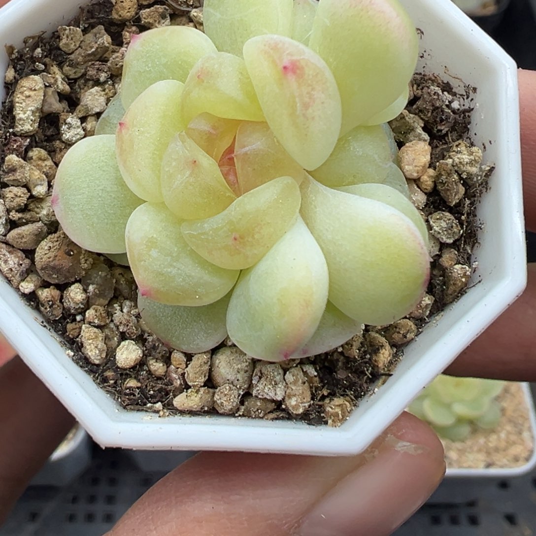 418号甜咕咕晗雨多肉