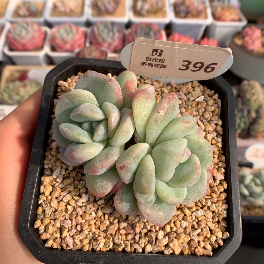 396双头冰玉石化多肉植物