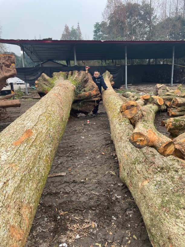 正宗四川小叶桢楠金丝楠木