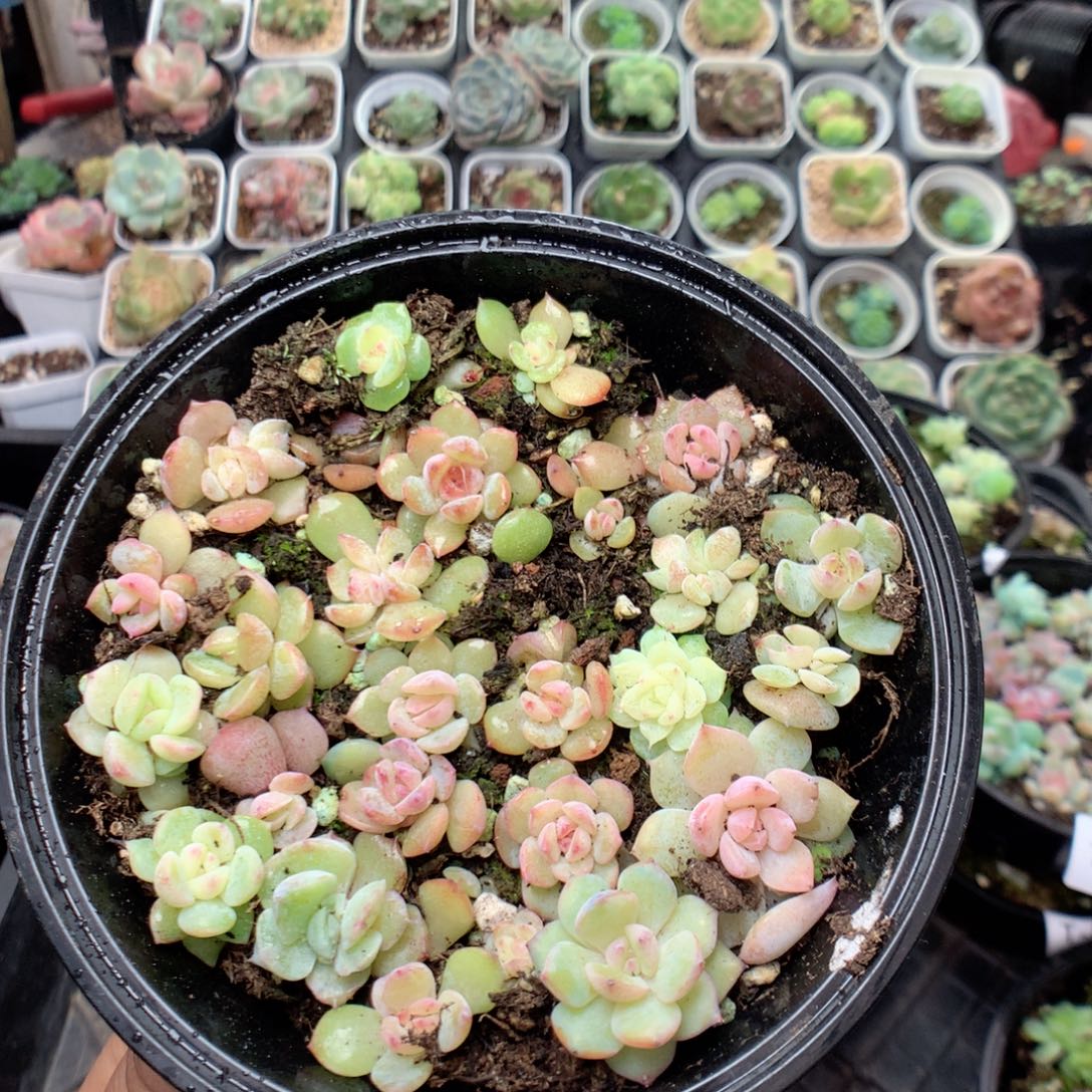 无花朵T89英语英语