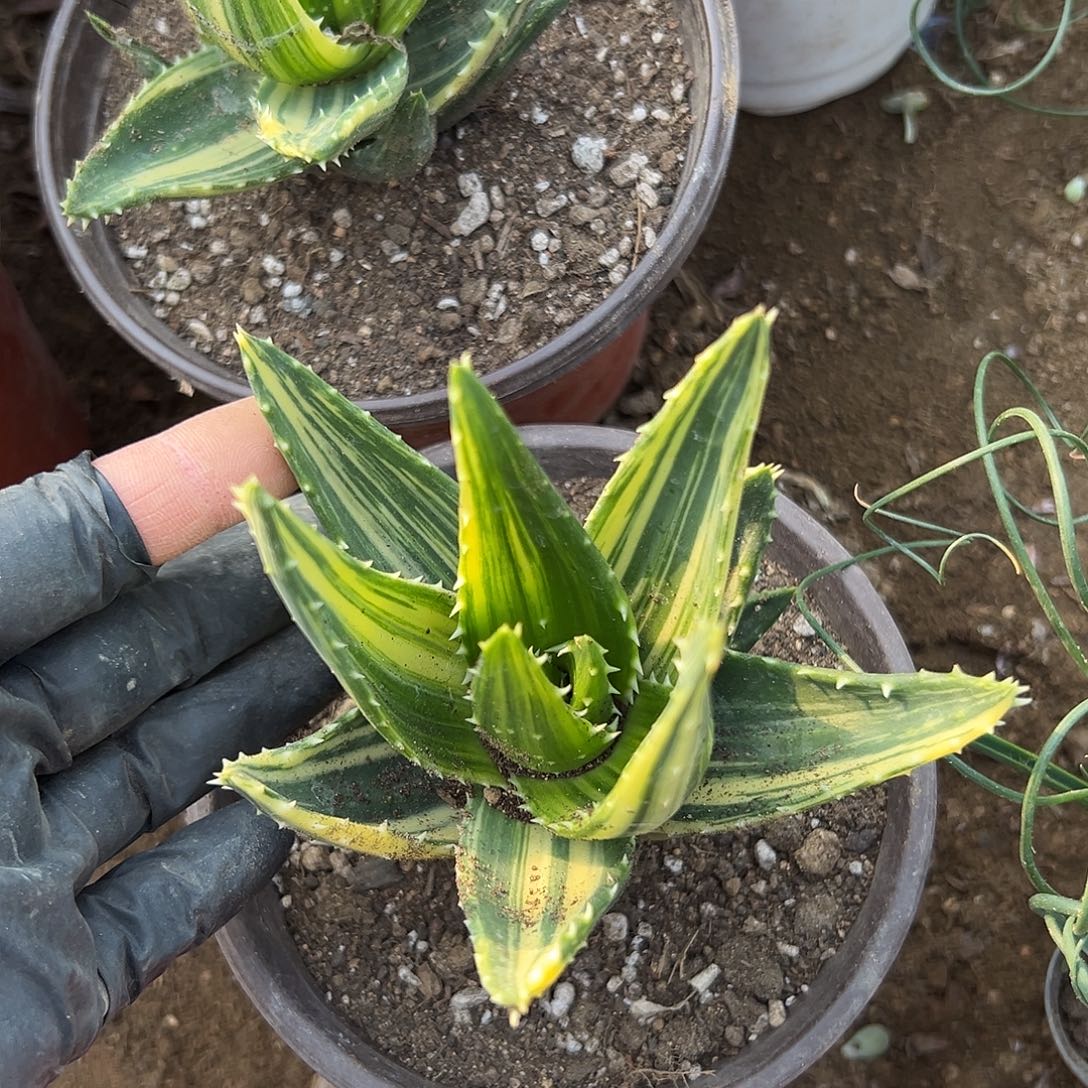 多肉植物不夜城芦荟