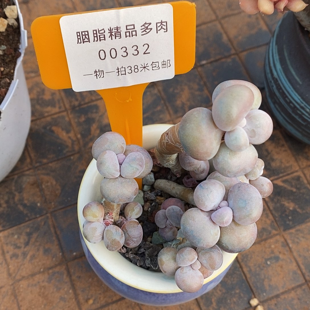 332天无图Tom吐魔芋想我