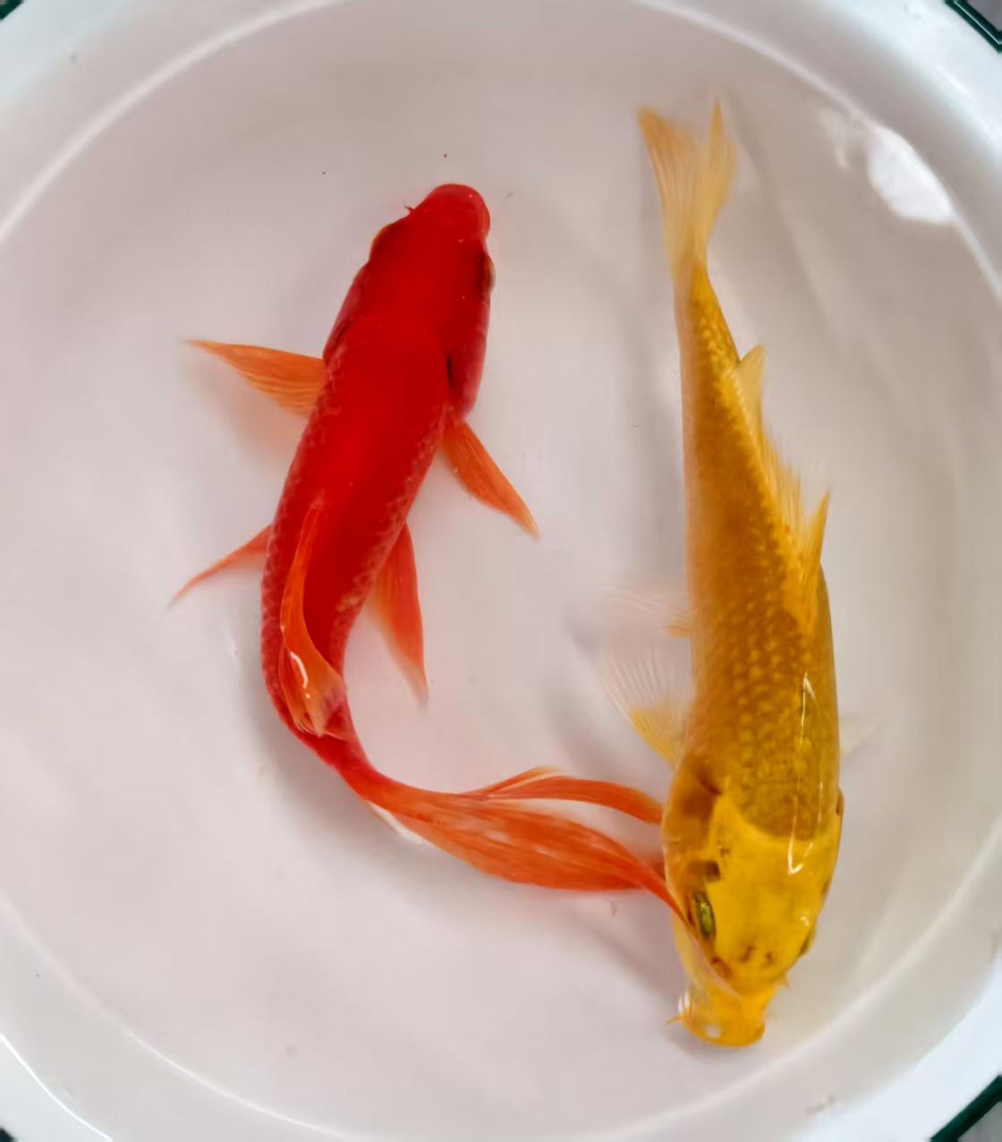 一物一拍701~~800号 锦鲤观赏鱼