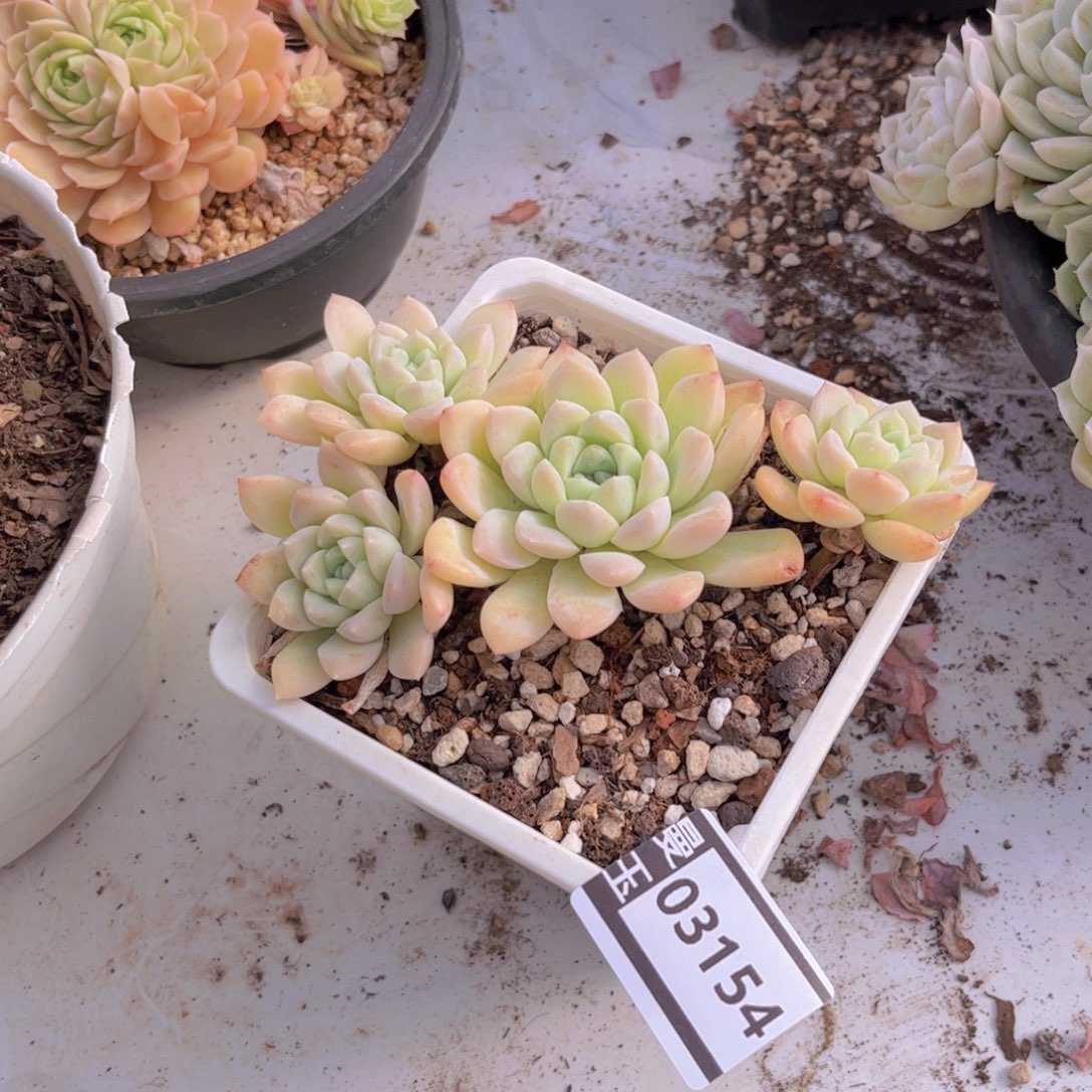 奶油美人多肉植物03154