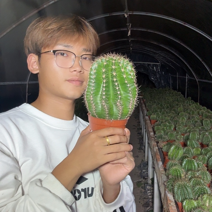 蓝***姬大量花朵（建议范围：8朵-15朵 或40%以上）彩草