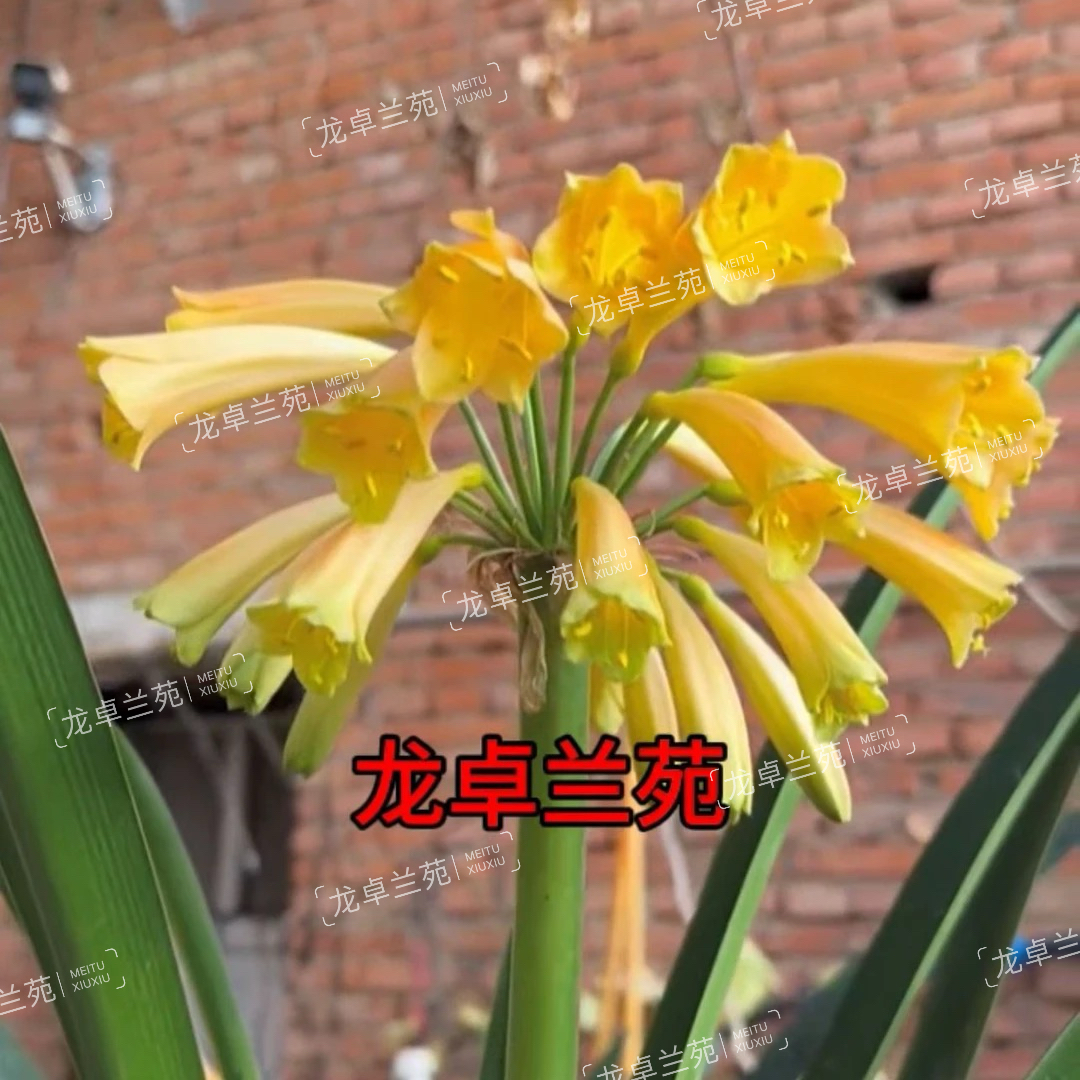 黄有茎毛兰串君子兰异花