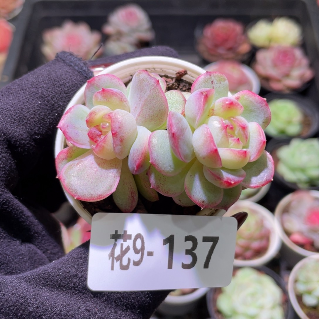 花利美9-137新品双头