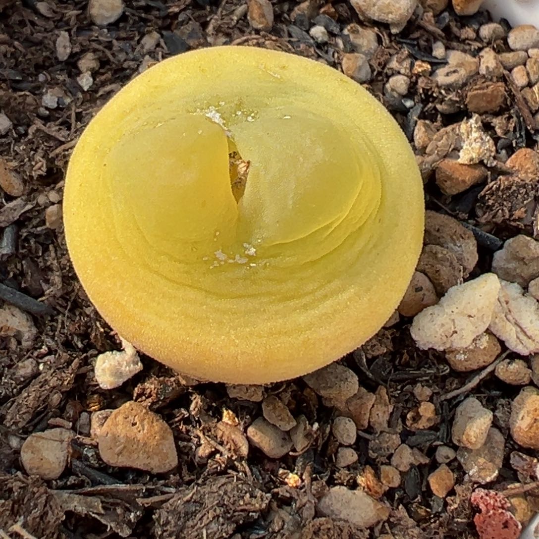 多肉植物11111111111111111