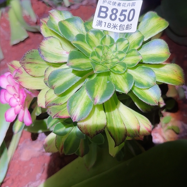 多肉法师知否朵朵