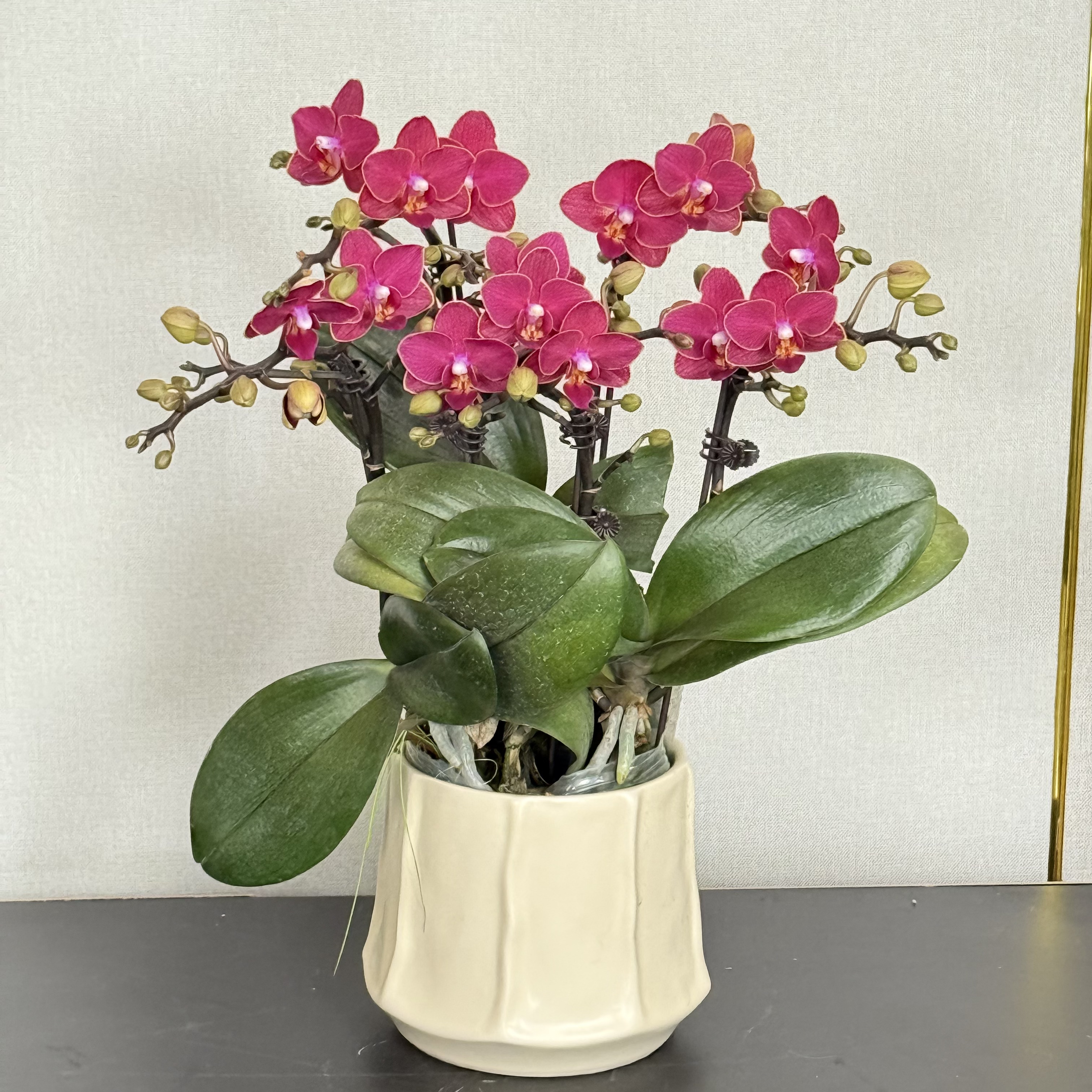 福禄禧【胭脂】蝴蝶兰盆栽花卉观花植物室内四季开花优质陶瓷盆2