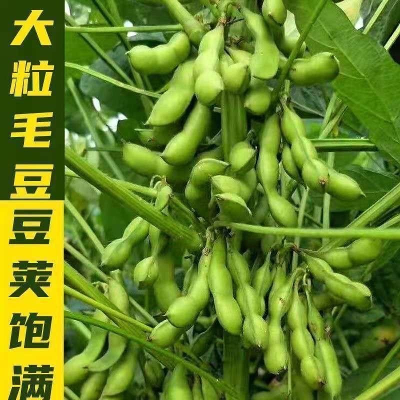【九月鲜毛豆种子】大粒重阳豆种子青皮豆蔬菜种籽毛豆种子