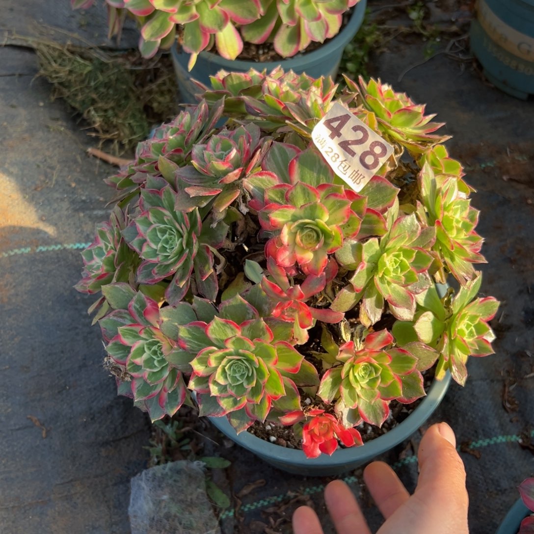 多肉植物428万花筒