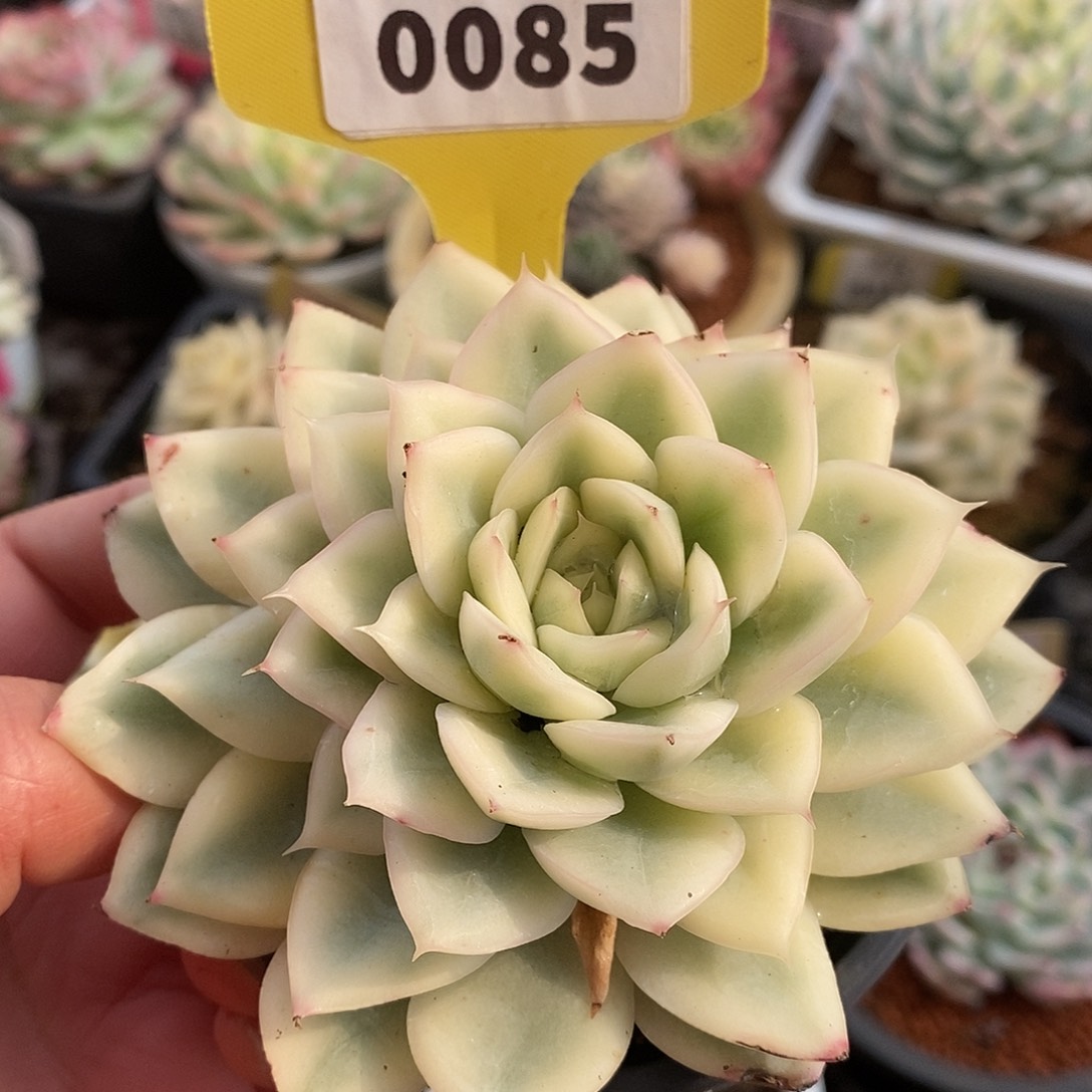 085月亮仙子哈哈哈哈哈