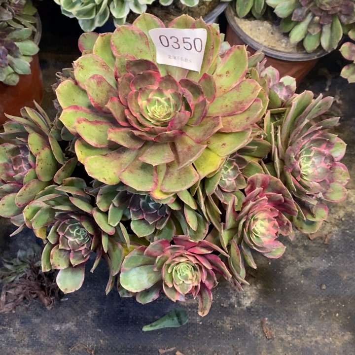 夜宴多肉断头不包0350