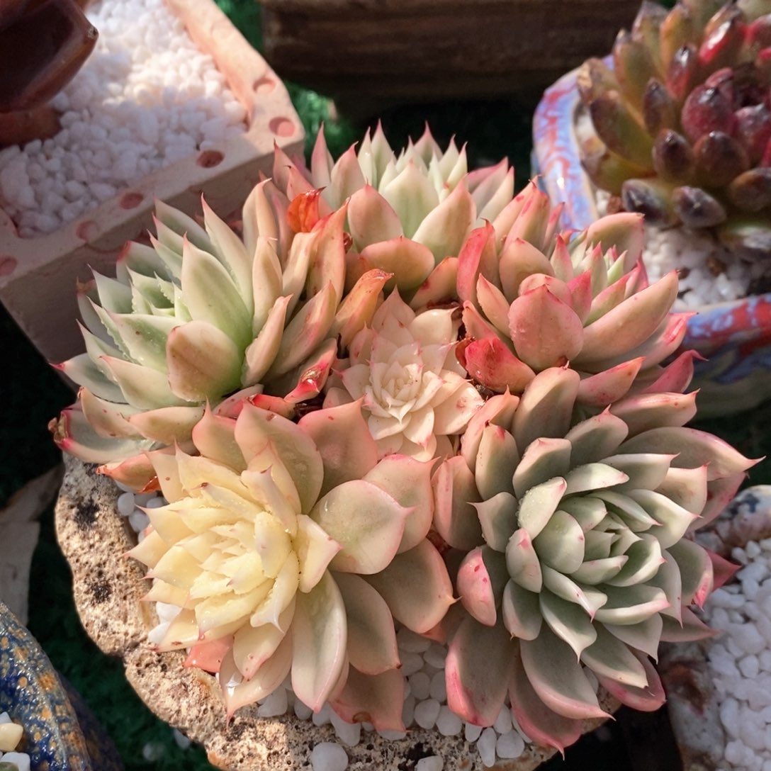 不知名锦多肉植物盆栽