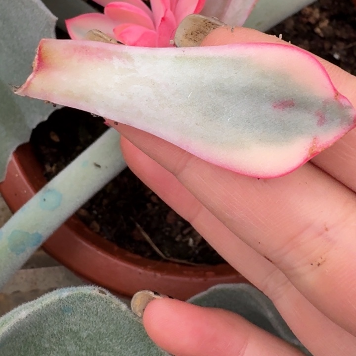 赫拉叶片一物一拍