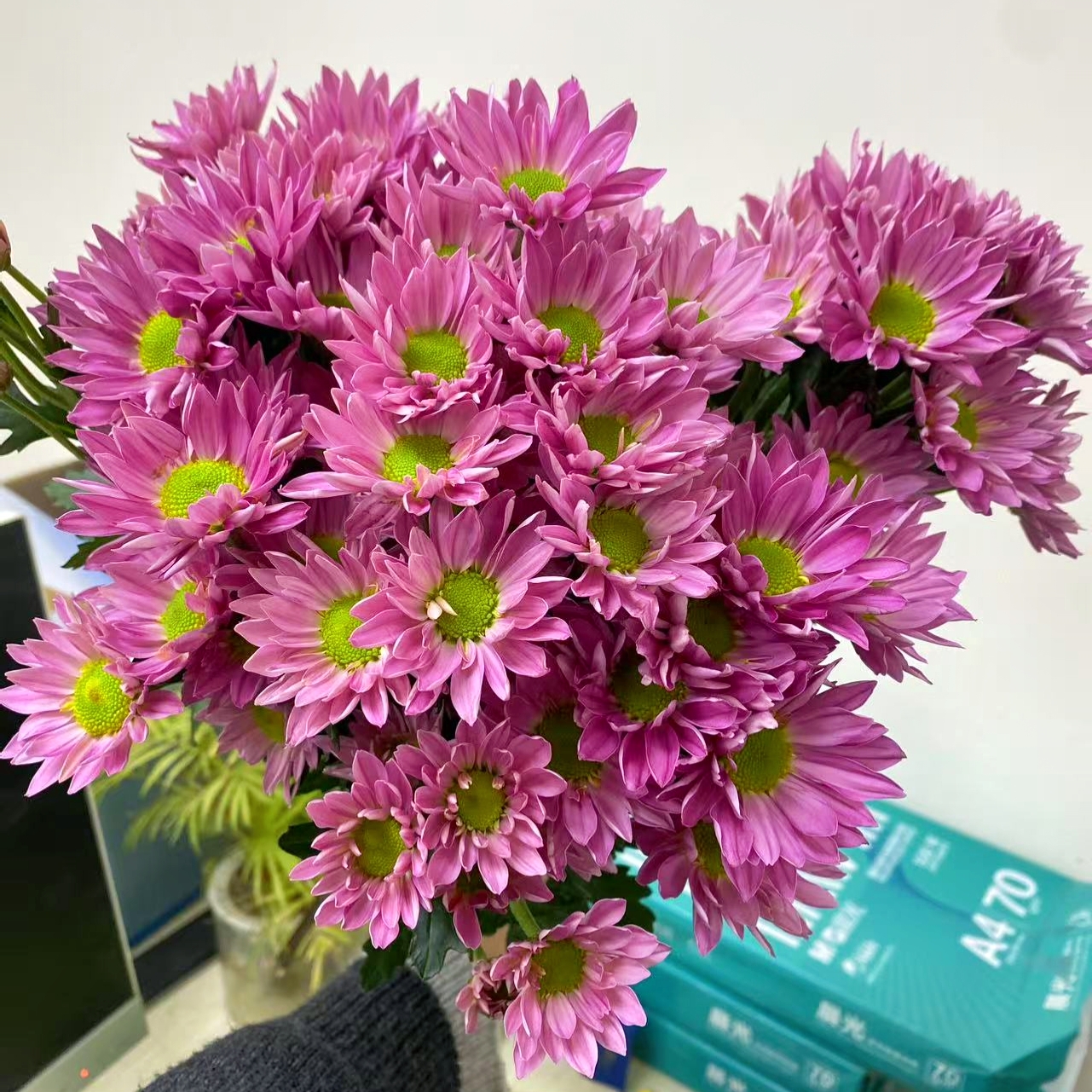 【薰衣草小雏菊10支】云南鲜花 全店任意两件包邮送货上门