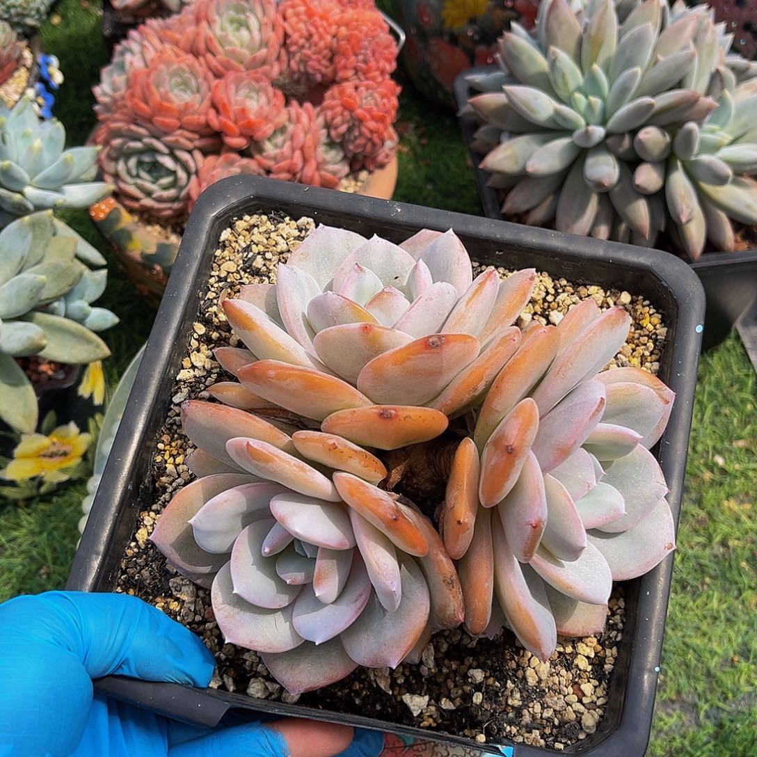 韩版奶茶一物一拍