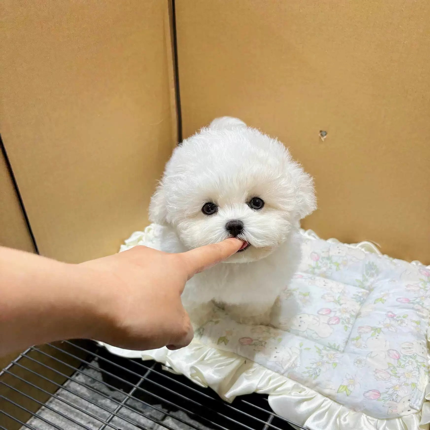 比熊博美泰迪熊幼犬小型犬小体宠物活体犬舍