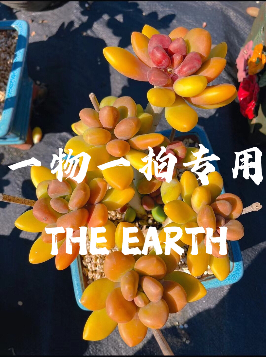 小氿精品多肉植物综合链接（一物一拍）