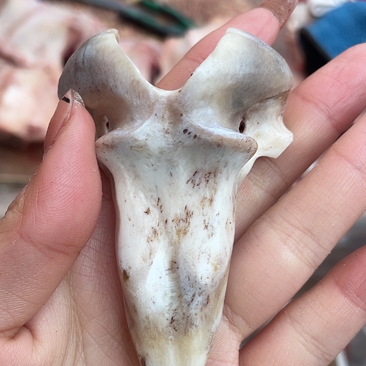 天***亮养殖鹿骨三界牌子