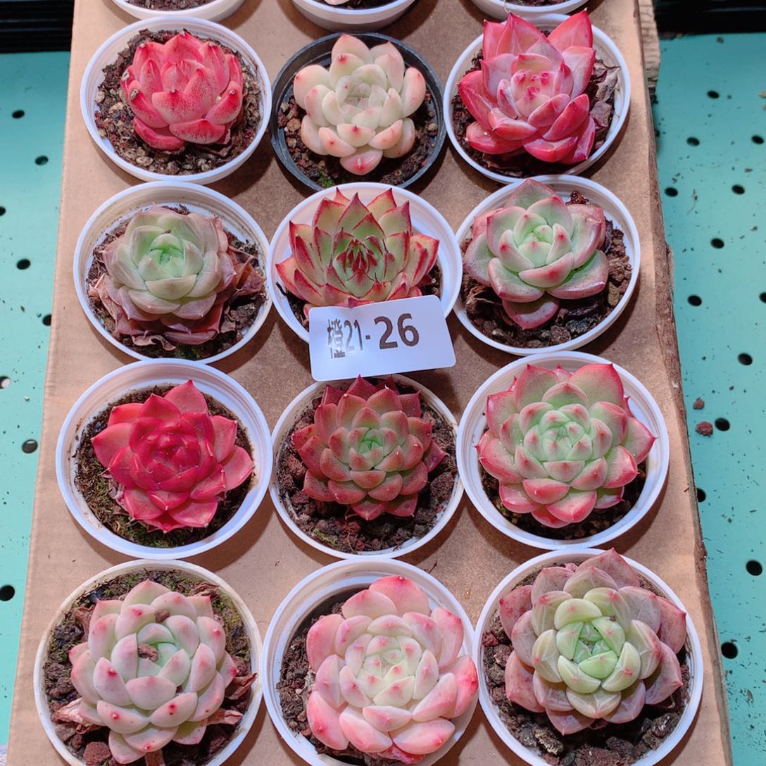 21-26一物一拍多肉带盆18颗