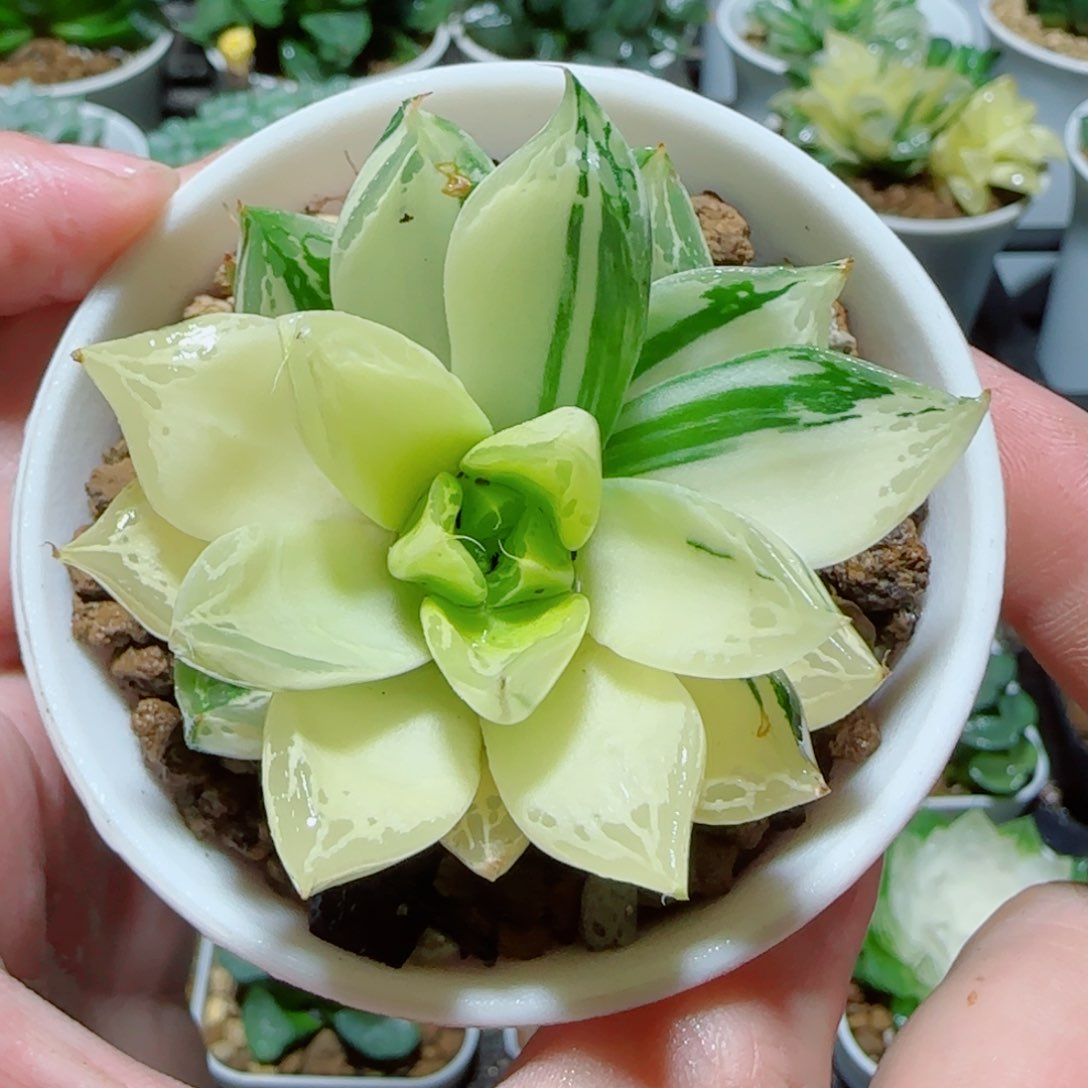 宝草玉露锦多肉 