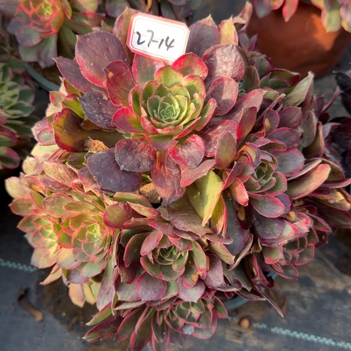 27-14粉花妖叶片有伤处理不包售后