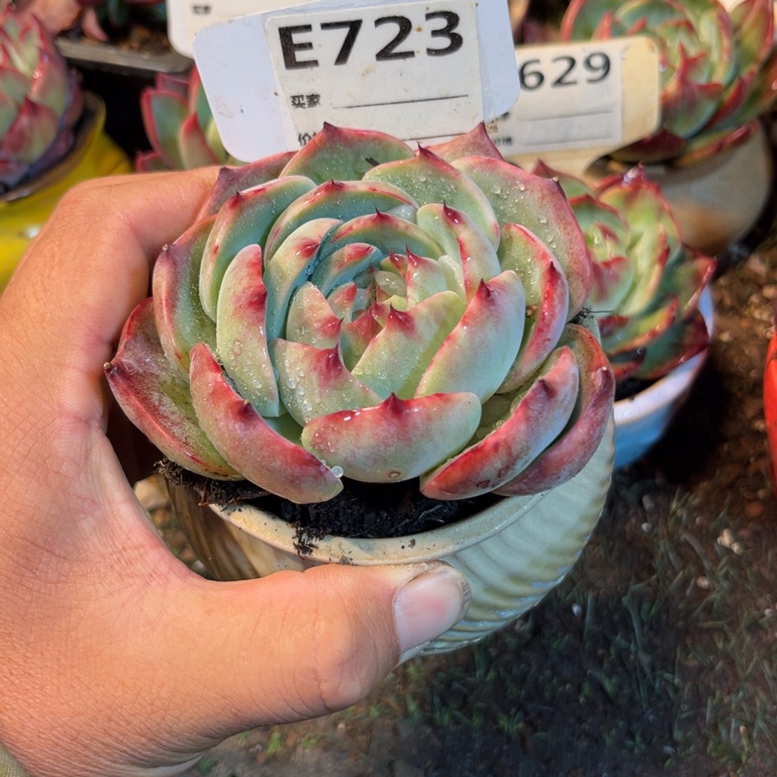 惊鸿一瞥723号多肉