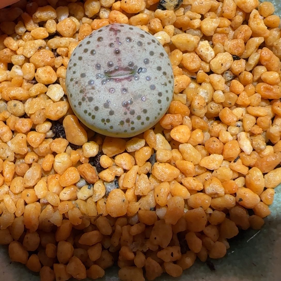 肉锥多肉植物百科-火龙果安贞不带盆1631