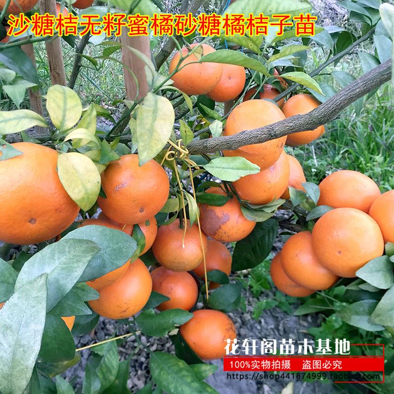 沙糖桔无籽蜜橘砂糖橘桔子苗嫁接苗盆栽地栽果苗柑橘柑桔树苗金桔
