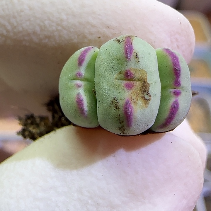 717毛将杂交福利福利福利