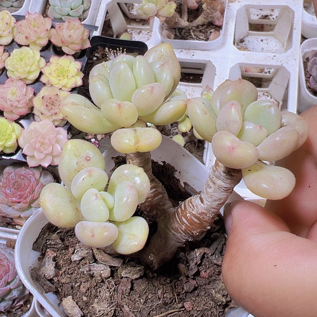 比尔盖茨19包邮多肉