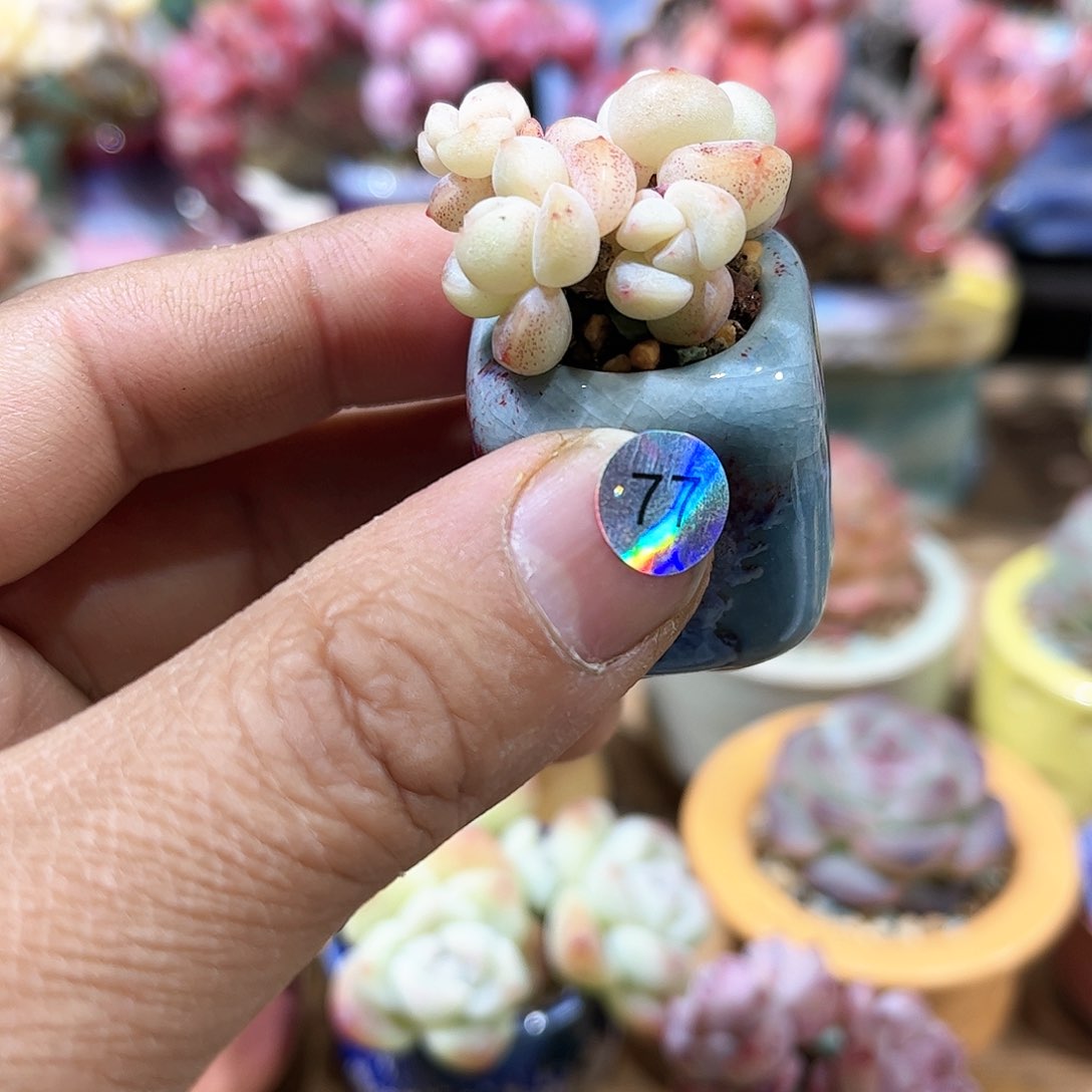 冰玉 含盆含土发货 30包邮偏远除外