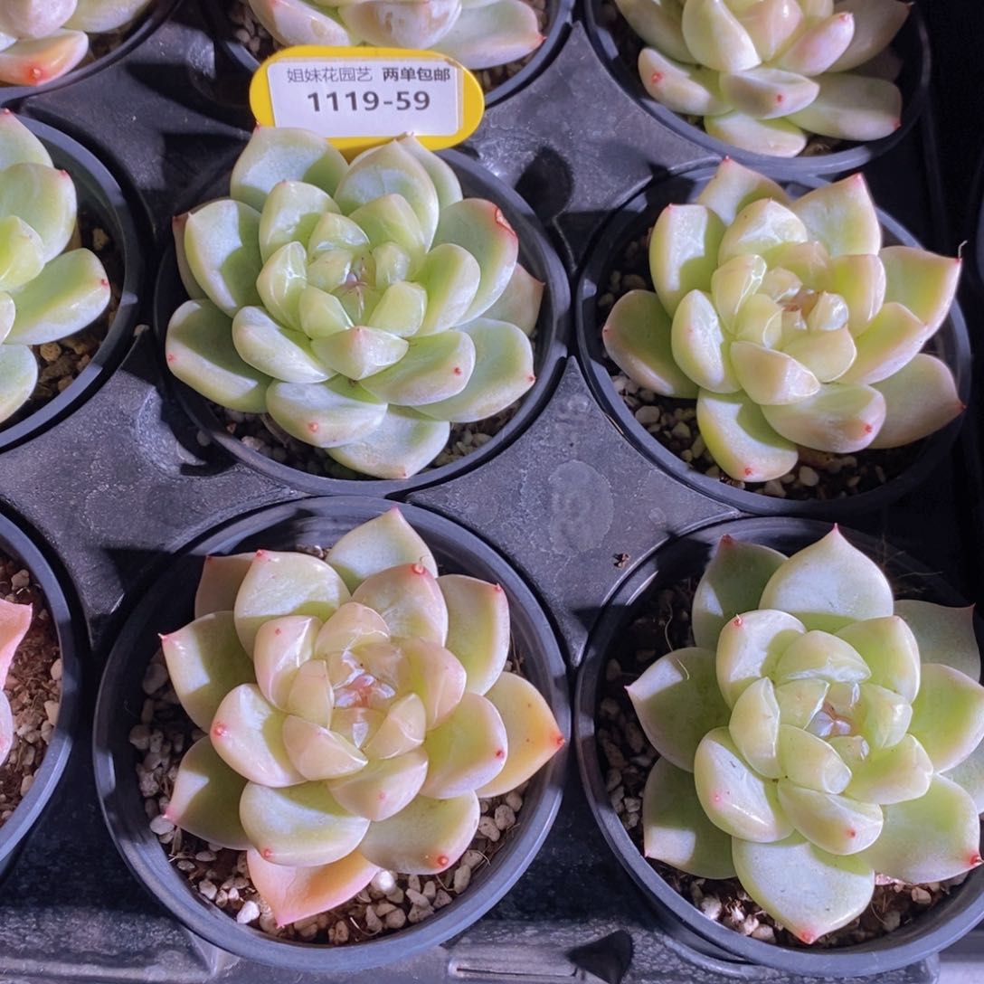 1119-59-精品糖心珍妮白泽单头一个